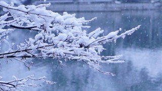 大雪的智慧